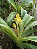 flowers and foliage