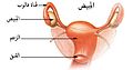 تصغير للنسخة بتاريخ 18:51، 16 ديسمبر 2015