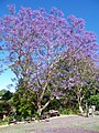 more blooming jacarandas in the backyard of some very good friends of mine. October 22, 2005