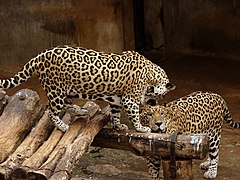 A pair of jaguars in the old big-cat grottos (Panthera onca)