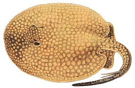 Potamotrygonidae sp.