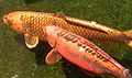 koi scale patterns