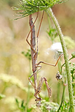 Archimantis latistyla