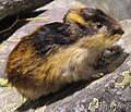 Northern collared lemming Dicrostonyx groenlandicus lemming