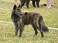 Cão pastor-holandês de pêlo longo