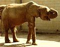 Éléphant de forêt d'Afrique, Zoo de Francfort-sur-le-Main, 1975