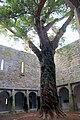 Cortile con chiostro e un grande albero di tasso.