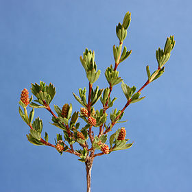 Myrothamnus flabellifolius