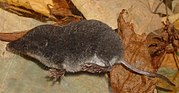 Gray shrew