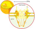 תמונה ממוזערת לגרסה מ־14:11, 25 בספטמבר 2009