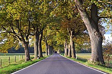 Oak avenue, Dänschenburg