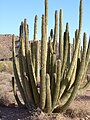 Cactus tuyau d'orgue