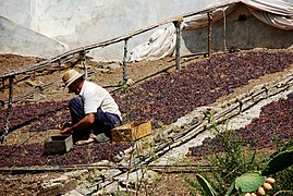 Passerillage hors souche à Málaga ; le séchage donne une couleur brun rouge au raisin blanc.