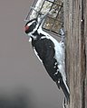 male Hairy Woodpecker to show tongue