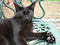 Polydactyl cat at Ernest Hemingway House in Key West, Florida.