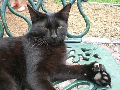 One of the many polydactyl cats that live on the property