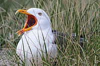 83. Platz: Tyros.andi mit Eine Dreizehenmöwe auf der Düne Helgoland im FFH-Gebiet „Helgoland mit Helgoländer Felssockel“