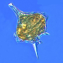 The dinoflagellate, Protoperidinium extrudes a large feeding veil to capture prey.