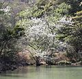 One of Mount Tado's Callery pears