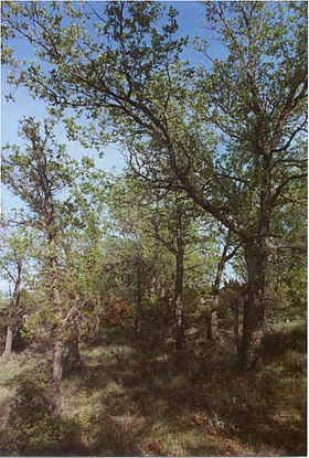 Quercus faginea