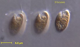 Rhodomonas salina[англ.]