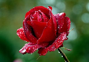 장미(Red Rose)