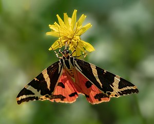 26. Platz: Ermell mit Russischer Bär (Euplagia quadripunctaria) im FFH Albtrauf von Dörnwasserlos bis Zeegendorf