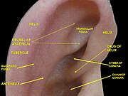 External ear. Right auricle.Lateral view.