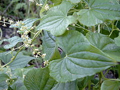 Tamier commun (fleurs mâles)