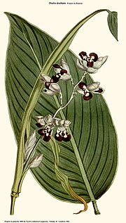 Thalia dealbata