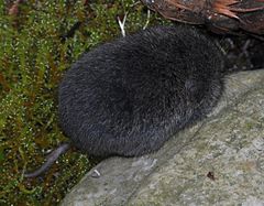 Description de l'image Townsend's Vole (Microtus townsendii).jpg.