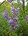 Trichostema lanatum