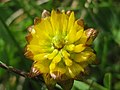 Trifolium badium