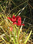 Tulipa sprengeri