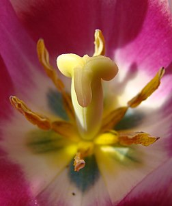 Pistil et étamines au centre des tépales d'une tulipe. (définition réelle 1 498 × 1 791)