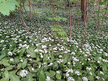 wild garlic