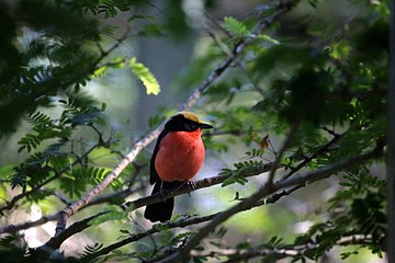 The yellow-crowned gonolek inhabits the mangroves of coastal Sierra Leone swamps