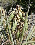 蕉絲蘭果（英语：Yucca baccata） Banana yucca