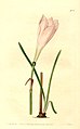 Zephyranthes minuta