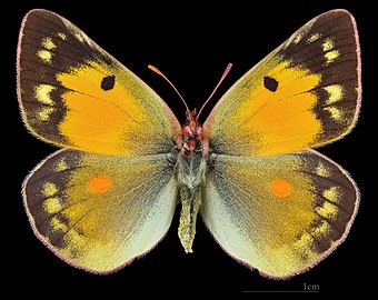 Colias chrysotheme ♀