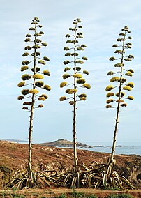 Rosettes d'agave américain en fleur. (définition réelle 4 299 × 6 035)