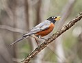 Image 34American robin making a dog whistle-like alarm call in Prospect Park