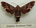 Amphion floridensis