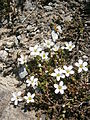 Arenaria biflora