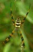 Argiope picta