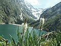 Inflorescence - lac du Lauvitel - France (38).