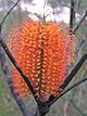 More usual red styles on orange colour, Erowal Bay, NSW.