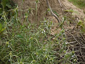 Leucas aspera