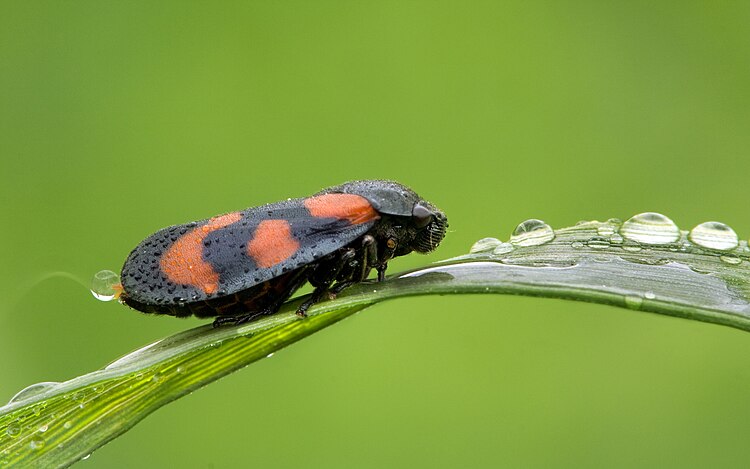 Цикадка-пенница (Церкопис) (Cercopis vulnerata) на листе