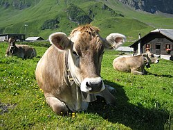 Vache grise couchée vue de face. Son mufle est sombre cerclé de blanc, les oreilles pelucheuses à bordure blanche. Un chignon de poils longs orne le haut du crane dépourvu de corne.